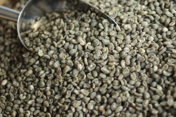 Patchouli Oil Export